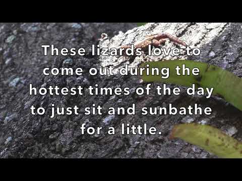 St. Kevin Catholic School Fairchild: Challenge 6 Lizards on the Loose 2017-2018