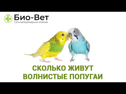 Средняя продолжительность жизни волнистых попугаев в домашних условиях