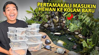 PERTAMAKALI MASUKIN PULUHAN KURA-KURA KE KOLAM BARU!