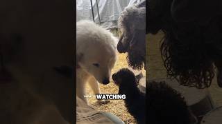 Dog adopted a Baby Goat ❤️