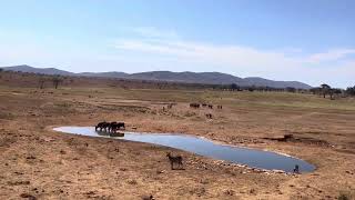 Bringing the wild close to you: A herd of Buffalo drinking water at Salt Lick Safari Lodge #wild