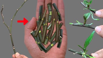 Het geheim om orchideeën eenvoudig direct op de tak te vermeerderen en het hele jaar door te late...