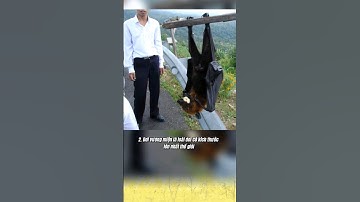 Top 3 sự thật thú vị về loài dơi, mà có thể bạn chưa biết..