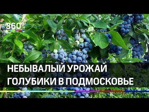 Ягоды здоровья! Небывалый урожай голубики в Подмосковье