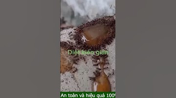 Diệt kiến tận gốc - Dung dịch diệt kiến sinh học Bách Khoa Biotech #biotech #dietkien