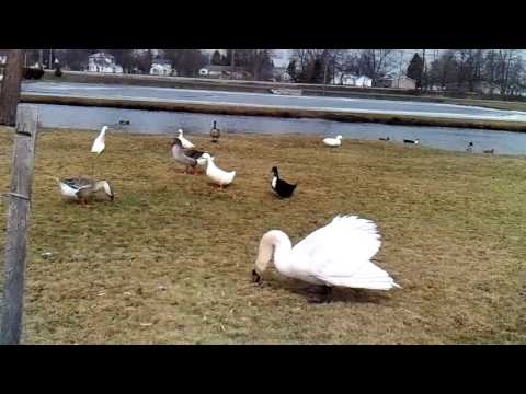 Charging swan
