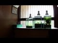 実験水槽その３　Undergravel Filter Aquarium