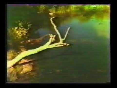 جن و روح و موکل و روحانیت علوی سفلی 