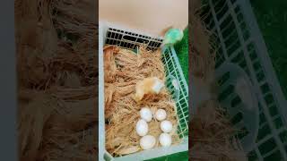 tom🐥 jerry🐤 #chicken #asmrsounds #viral #nature #hen # egg hatching #youtubevideo #shorts#shortvideo