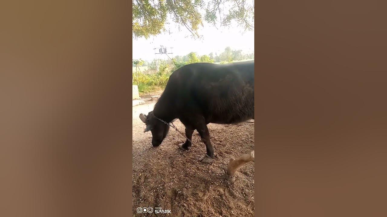 my-beautiful-buffalo-10-litar-dudh-deti-hai-bufflow-buffalodairy