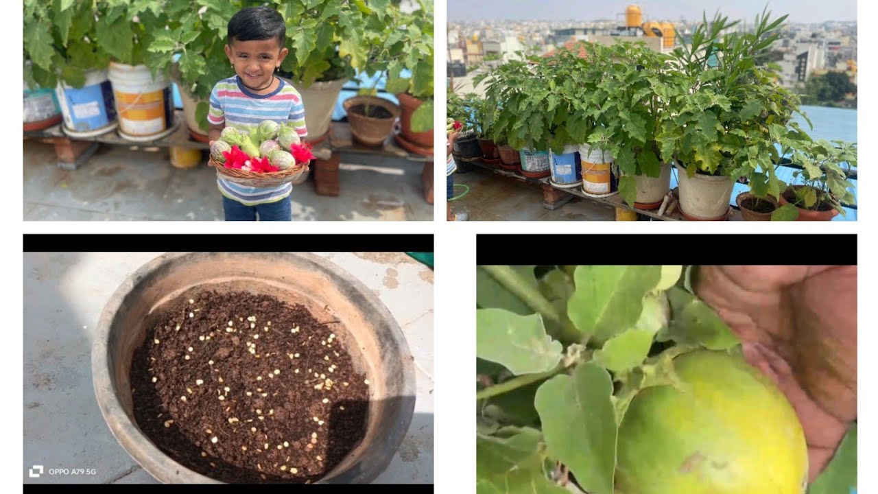 ಈ ಟಿಪ್ಸ್ ಬಳಸಿದರೆ ವಾರಕ್ಕೆ ಆಗುವ ತರಕಾರಿ ಬೆಳಿಬೋದು / Terrece Forming / Pot vegetables 