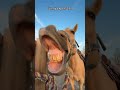 Laugh Out Loud With These Goofy Horses Funny Clips Compilation#HorseMoments #FunnyPets #FarmFunny