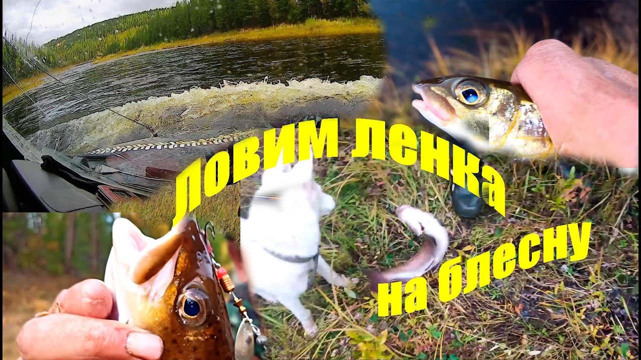 Ловим ленка в мутной воде.После длительных дождей,буквально продрались ...