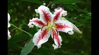 ヤマユリ（紅筋）（2022年7月8日） - YouTube