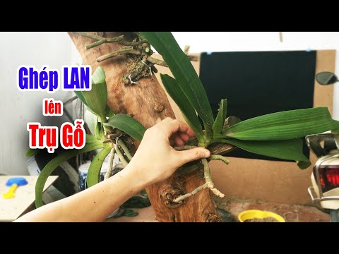 Cách ghép lan đai châu vào gỗ nhãn đơn giản