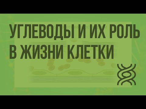 Углеводы и их роль в жизнедеятельности клетки. Видеоурок по биологии 10 класс