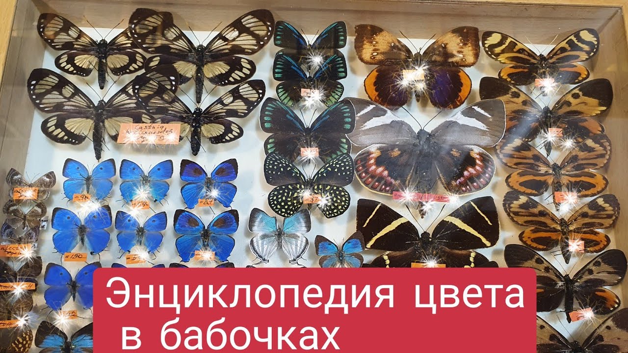 Выставка-ярмарка бабочек и других насекомых в Москве. Праздник цвета и вдохновения для художника.