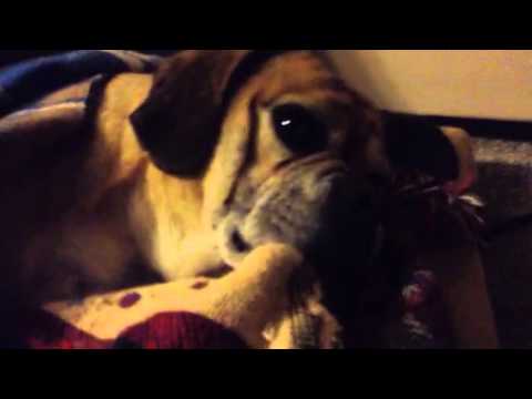 wiffle ball rules Harley barking in his bed