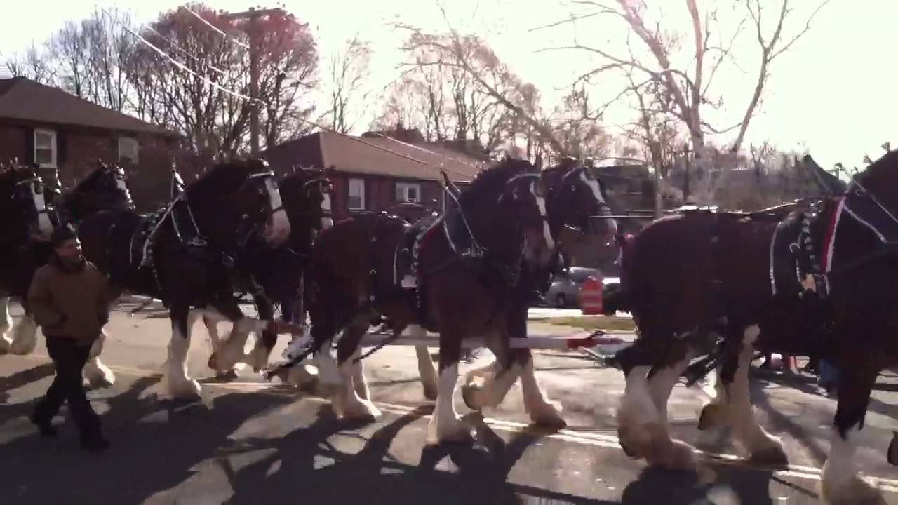 Hallamore Clydesdales YouTube