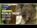Koala Milestone:  Half a Million Trees! Landline | ABC News