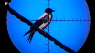 fx impact mkii 25 cal hunting crow