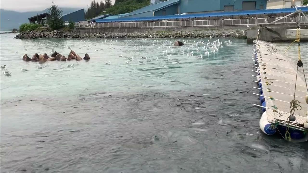 Fish Hatchery at Valdez YouTube