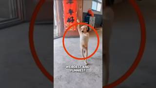 5 Times Animals Were Absolute Comedians Number 1 is Pure Betrayal#usaudience#animals#funny animals