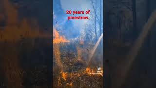 Celebrity Why Pine Trees WILL Burn your House Down Profile