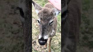 Little head pet #deer #cuteanimals #bambi #doe #disneyprincess #forestanimals #wildanimals #cute