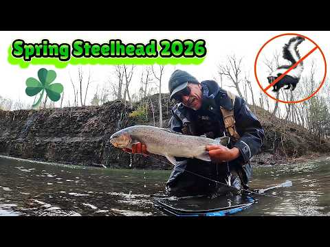Spring Steelhead Success & Fails - fell in water