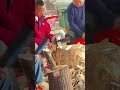 Every movement of the workers is extremely precise.#oud #عود #kynam #عود_كينام #agarwood