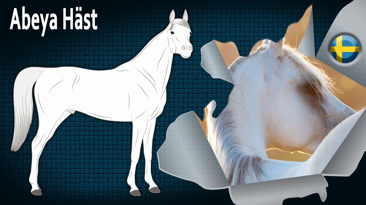 Abeya Häst, ett Arabiskt fullblod högt uppskattat för sin skönhet, Hästraser