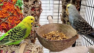 happy budgie sounds