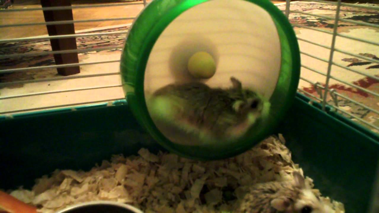 dwarf hamster wheel