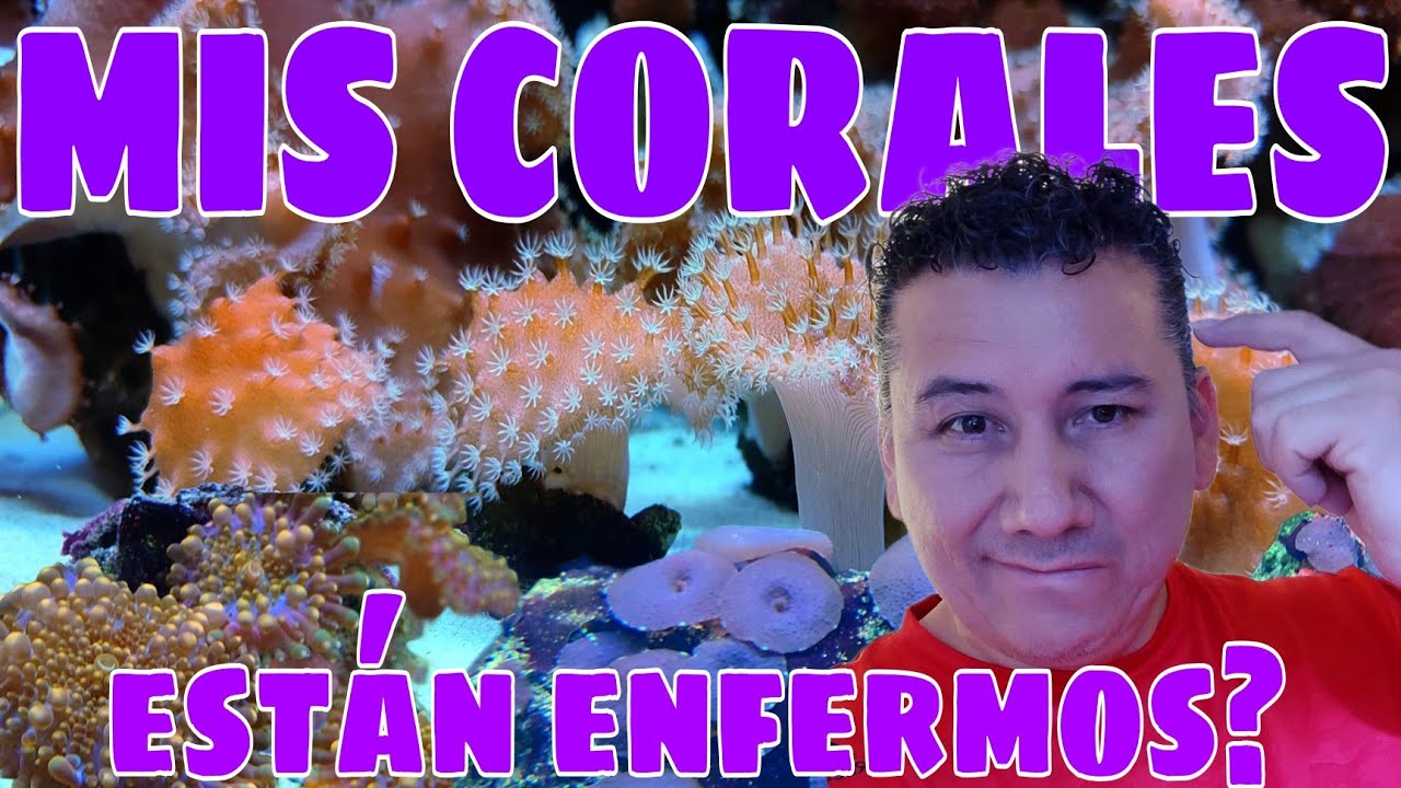 CÓMO DISTINGUIR CORALES ENFERMOS Y MORIBUNDOS?