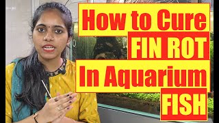 How to Cure Fin Rot Disease | Aquarium fish | Learn with Pooja | Mayur Dev Tips on Fish Keeping HD