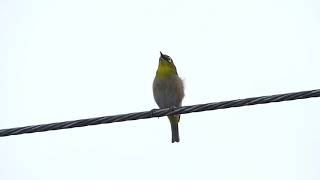 Pleci montanus di alam liar