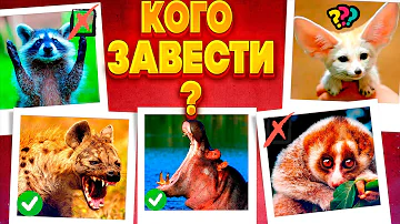 ТОП 10 Необычных Экзотических Животных, Которых Можно Завести Дома