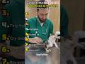 Ranking the Cutest Cat Reactions at the Vet! 😻💉