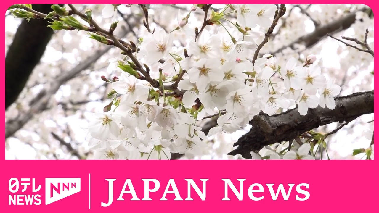 開花宣言-Cherry blossoms are blooming- SAKURA Cherry Blossom in Full Bloom inTokyo-EngSub - YouTube