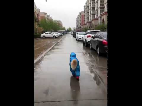 dog-wearing-adorable-raincoat