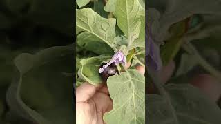 farming organic Vegetables on terrace. #plants #gardening #organic #shortviral #shortvideo #shorts