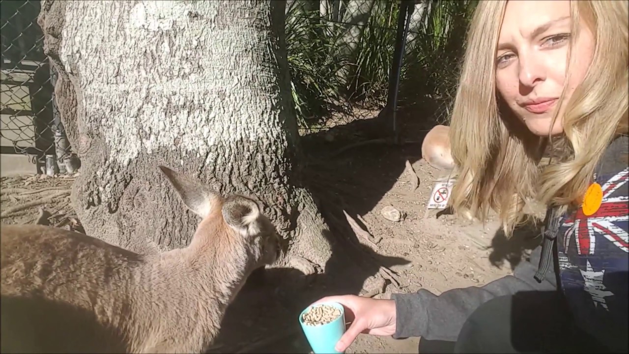 Reefs and Rainforests Contiki Tour