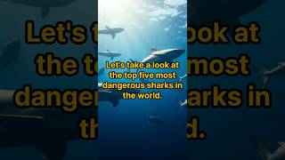 the top 5 most dangerous sharks in the world