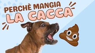 Perchè il cane mangia la cacca