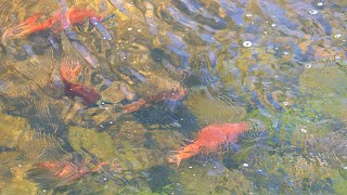 Kokanee Salmon In Utah