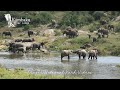 Amazing Wildlife Interaction Between African Elephant - 100 Elephant visit Kambaku River Lodge.