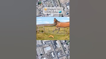 🤯I found a very strange horse on Google Maps 🌎 #alexmaps