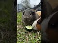 Inter-Dimensional Animal Cable