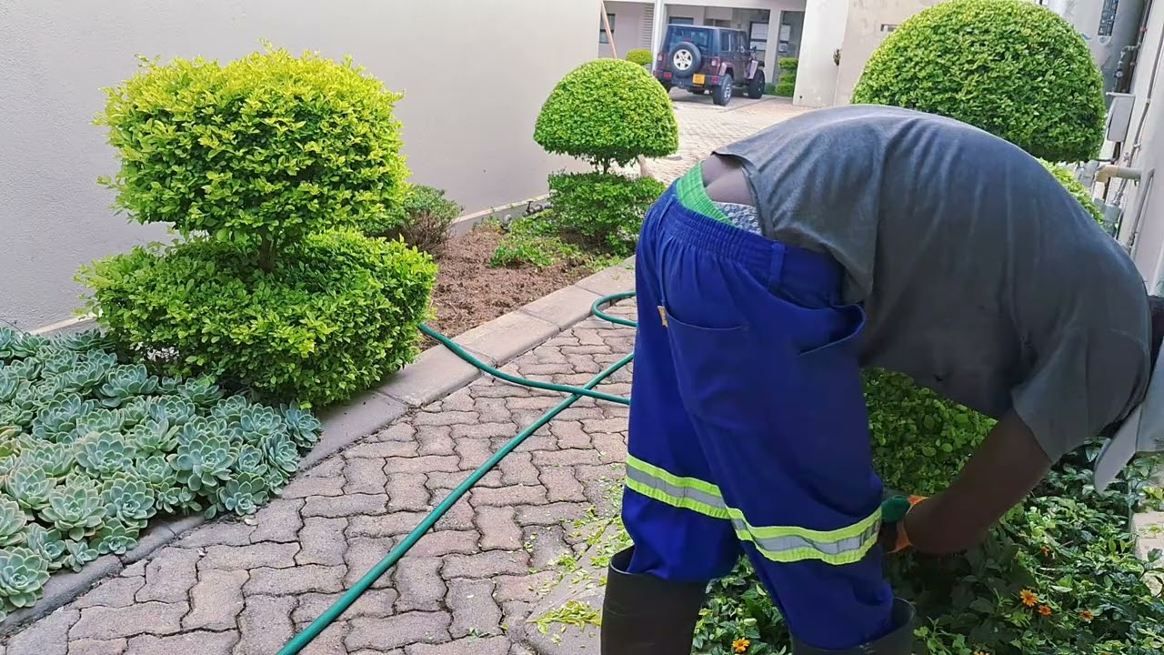 It's not easy to work with hedge share 😕 😒 please subscribe 🙏 